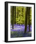 Spring in the Blue Forest-Terry Eggers-Framed Photographic Print