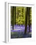 Spring in the Blue Forest-Terry Eggers-Framed Photographic Print