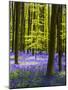 Spring in the Blue Forest-Terry Eggers-Mounted Photographic Print