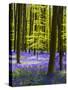 Spring in the Blue Forest-Terry Eggers-Stretched Canvas