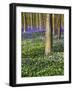 Spring in the Blue Forest-Terry Eggers-Framed Photographic Print