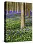 Spring in the Blue Forest-Terry Eggers-Stretched Canvas