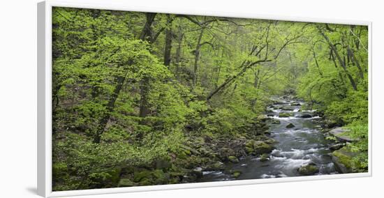 Spring in the Bodetal, Bode, Harz National Park, Saxony-Anhalt, Germany-Michael Jaeschke-Framed Photographic Print