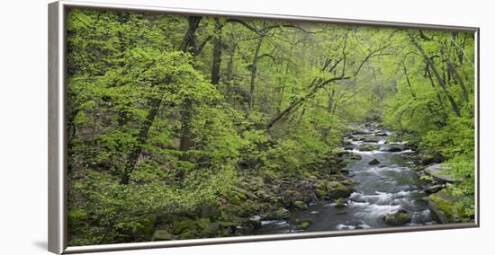 Spring in the Bodetal, Bode, Harz National Park, Saxony-Anhalt, Germany-Michael Jaeschke-Framed Photographic Print