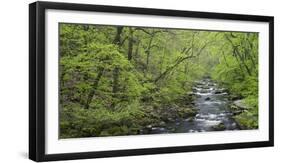 Spring in the Bodetal, Bode, Harz National Park, Saxony-Anhalt, Germany-Michael Jaeschke-Framed Photographic Print