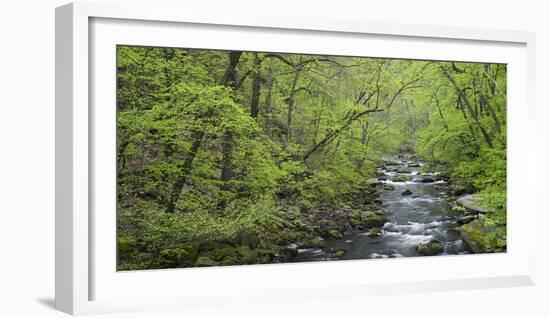 Spring in the Bodetal, Bode, Harz National Park, Saxony-Anhalt, Germany-Michael Jaeschke-Framed Photographic Print