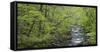 Spring in the Bodetal, Bode, Harz National Park, Saxony-Anhalt, Germany-Michael Jaeschke-Framed Stretched Canvas