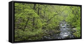 Spring in the Bodetal, Bode, Harz National Park, Saxony-Anhalt, Germany-Michael Jaeschke-Framed Stretched Canvas