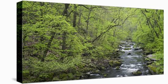 Spring in the Bodetal, Bode, Harz National Park, Saxony-Anhalt, Germany-Michael Jaeschke-Stretched Canvas