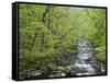 Spring in the Bodetal, Bode, Harz National Park, Saxony-Anhalt, Germany-Michael Jaeschke-Framed Stretched Canvas