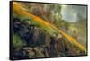 Spring in the Canyon-Vincent James-Framed Stretched Canvas