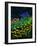 Spring In The Garden-Pol Ledent-Framed Art Print