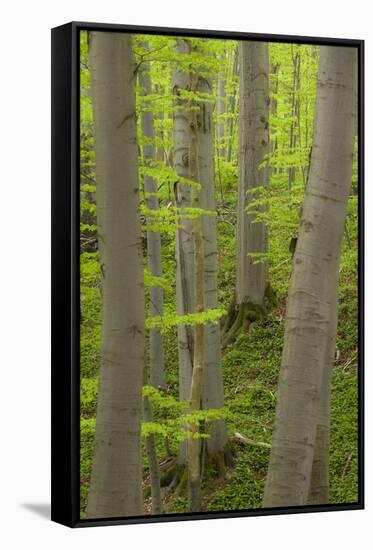 Spring in the Hainich National Park, Thuringia, Germany-Michael Jaeschke-Framed Stretched Canvas