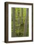 Spring in the Hainich National Park, Thuringia, Germany-Michael Jaeschke-Framed Photographic Print