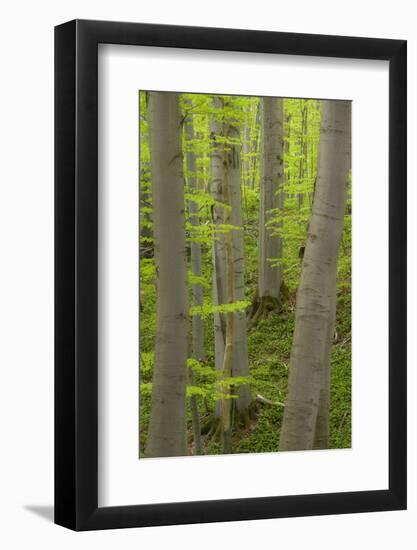 Spring in the Hainich National Park, Thuringia, Germany-Michael Jaeschke-Framed Photographic Print