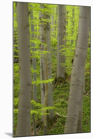 Spring in the Hainich National Park, Thuringia, Germany-Michael Jaeschke-Mounted Photographic Print