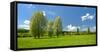 Spring in the Unstruttal, Poplars on Meadow with Dandelion, Near Freyburg-Andreas Vitting-Framed Stretched Canvas