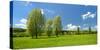 Spring in the Unstruttal, Poplars on Meadow with Dandelion, Near Freyburg-Andreas Vitting-Stretched Canvas