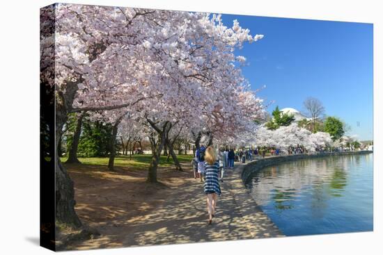 Spring in Washington DC - Cherry Blossom Festival at Jefferson Memorial-Orhan-Stretched Canvas