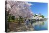 Spring in Washington DC - Cherry Blossom Festival at Jefferson Memorial-Orhan-Stretched Canvas