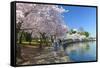 Spring in Washington DC - Cherry Blossom Festival at Jefferson Memorial-Orhan-Framed Stretched Canvas