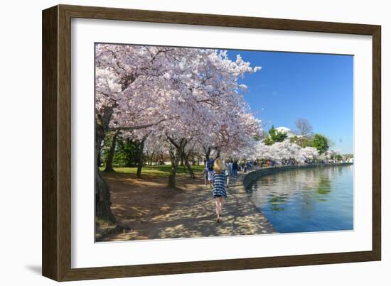 Spring in Washington DC - Cherry Blossom Festival at Jefferson Memorial-Orhan-Framed Photographic Print