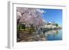 Spring in Washington DC - Cherry Blossom Festival at Jefferson Memorial-Orhan-Framed Photographic Print