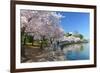 Spring in Washington DC - Cherry Blossom Festival at Jefferson Memorial-Orhan-Framed Photographic Print