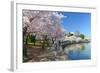 Spring in Washington DC - Cherry Blossom Festival at Jefferson Memorial-Orhan-Framed Photographic Print