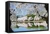 Spring in Washington DC - Cherry Blossom Festival at Tidal Basin-Orhan-Framed Stretched Canvas