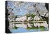 Spring in Washington DC - Cherry Blossom Festival at Tidal Basin-Orhan-Stretched Canvas