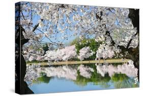 Spring in Washington DC - Cherry Blossom Festival at Tidal Basin-Orhan-Stretched Canvas