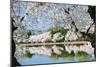 Spring in Washington DC - Cherry Blossom Festival at Tidal Basin-Orhan-Mounted Photographic Print