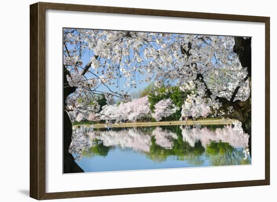 Spring in Washington DC - Cherry Blossom Festival at Tidal Basin-Orhan-Framed Photographic Print