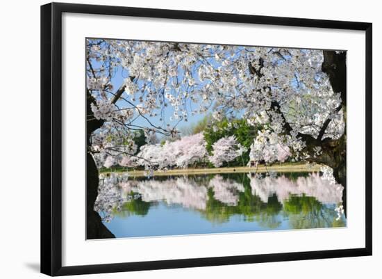 Spring in Washington DC - Cherry Blossom Festival at Tidal Basin-Orhan-Framed Photographic Print