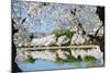 Spring in Washington DC - Cherry Blossom Festival at Tidal Basin-Orhan-Mounted Photographic Print