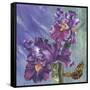 Spring Iris Garden-Bill Jackson-Framed Stretched Canvas