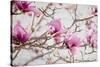 Spring is In the Air IV-Elizabeth Urquhart-Stretched Canvas