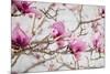 Spring is In the Air IV-Elizabeth Urquhart-Mounted Photo