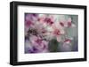 Spring Joy-Ursula Abresch-Framed Photographic Print