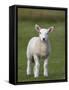 Spring Lamb, Scotland, United Kingdom, Europe-Ann & Steve Toon-Framed Stretched Canvas