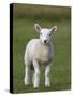 Spring Lamb, Scotland, United Kingdom, Europe-Ann & Steve Toon-Stretched Canvas