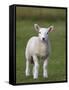 Spring Lamb, Scotland, United Kingdom, Europe-Ann & Steve Toon-Framed Stretched Canvas