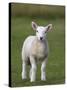 Spring Lamb, Scotland, United Kingdom, Europe-Ann & Steve Toon-Stretched Canvas