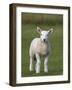 Spring Lamb, Scotland, United Kingdom, Europe-Ann & Steve Toon-Framed Photographic Print