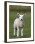 Spring Lamb, Scotland, United Kingdom, Europe-Ann & Steve Toon-Framed Photographic Print