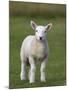 Spring Lamb, Scotland, United Kingdom, Europe-Ann & Steve Toon-Mounted Photographic Print