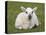 Spring Lamb, Scotland, United Kingdom-Steve & Ann Toon-Stretched Canvas