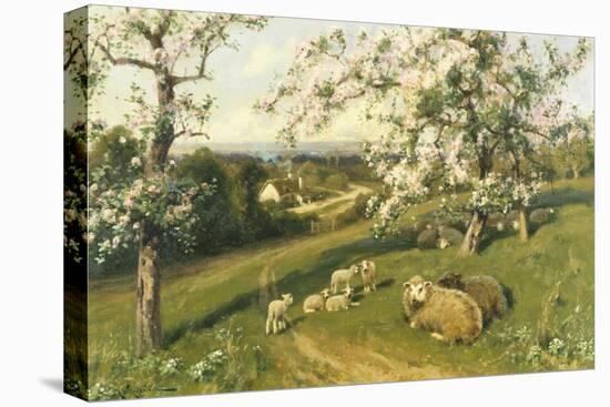 Spring Lambs-Arthur Walker Redgate-Stretched Canvas