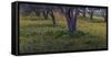 Spring landscape in olive grove, Morocco-Art Wolfe-Framed Stretched Canvas